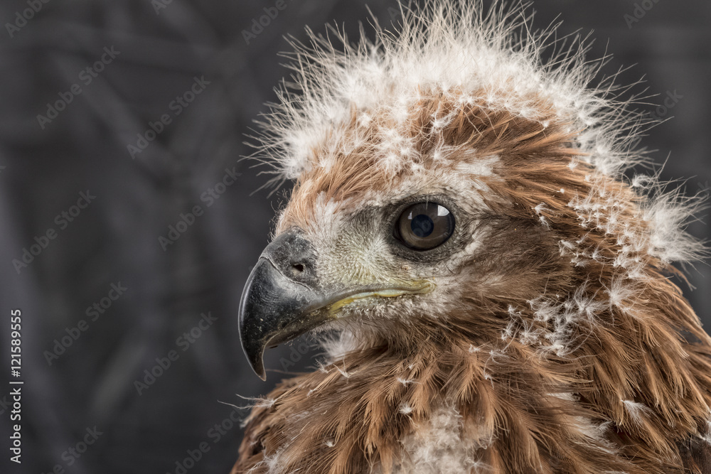 portrait of young eagle on black background portrait of young eagle on black background