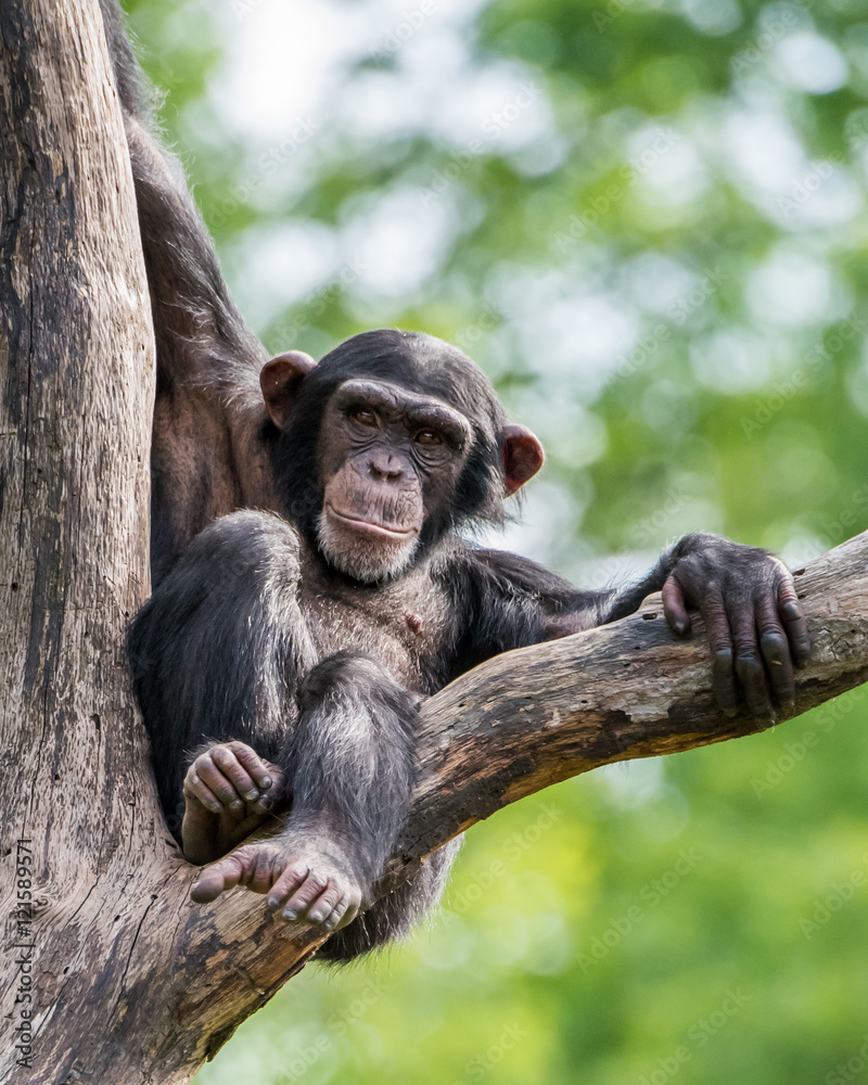 Lounging Chimp