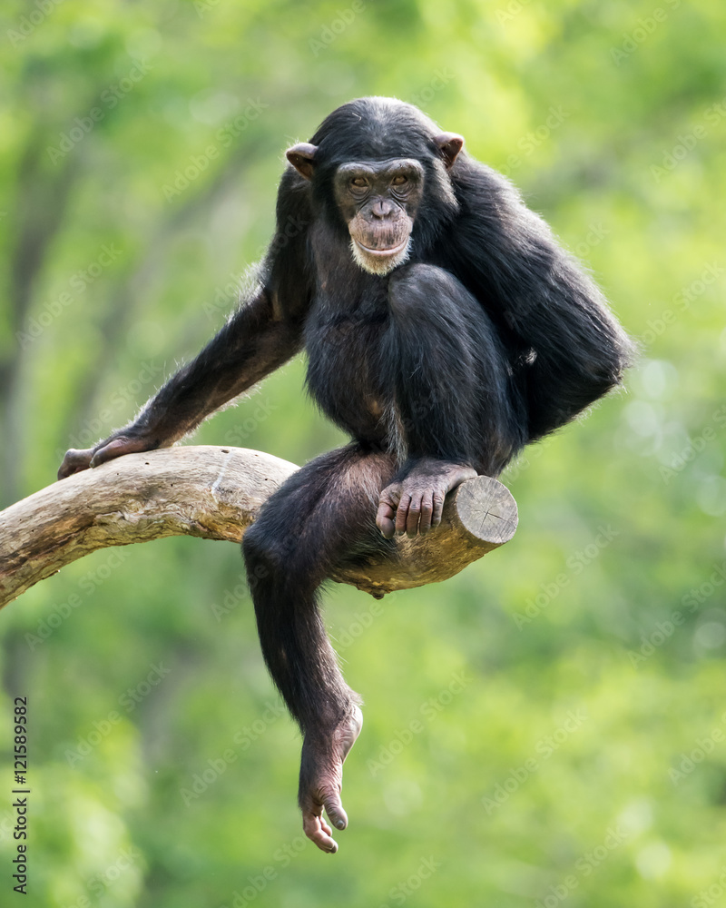 Obraz premium Chimpanzee XXIII
