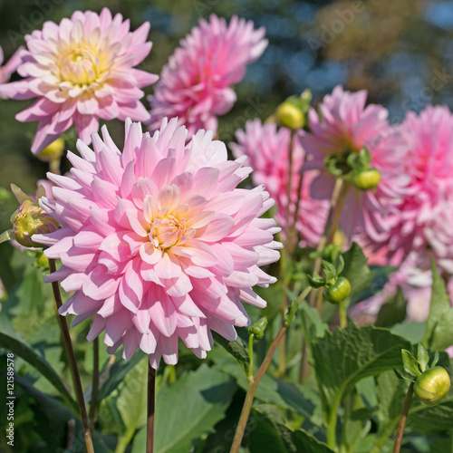 Dahlien  Dahlias