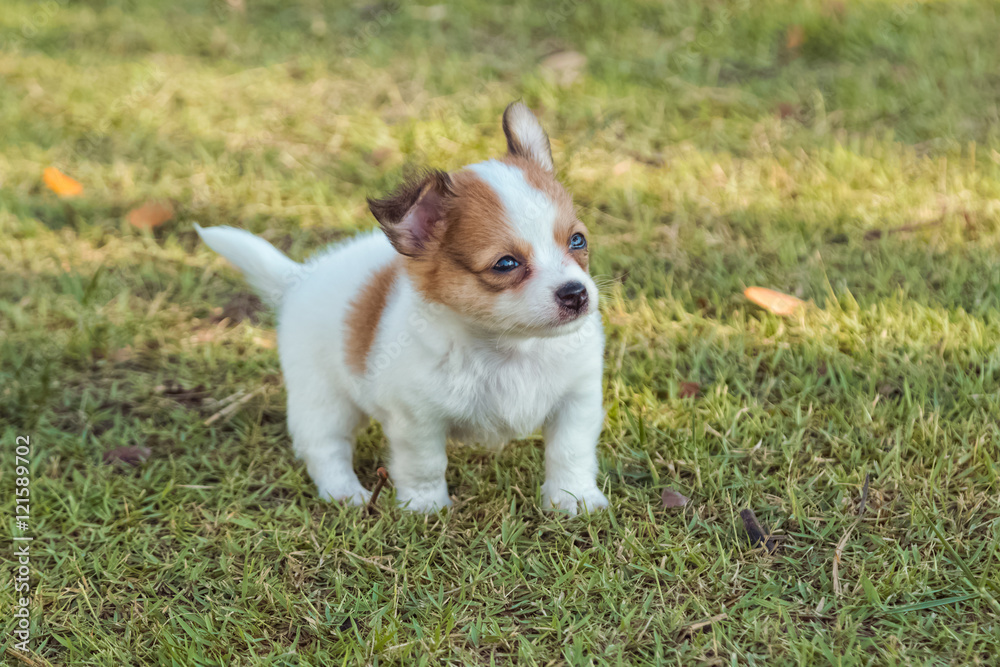 cute chihuahua puppies in the garden cute chihuahua puppies in the garden