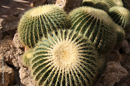 cactus photo