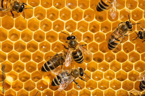 closeup of bees on honeycomb in apiary © diyanadimitrova