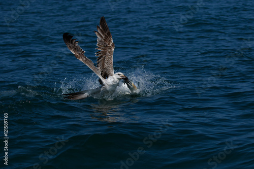 Gannet robbing gull