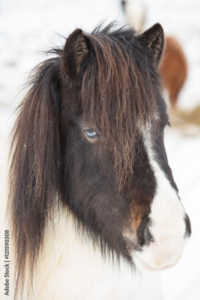 Fototapeta premium Iceland horses in winter. Iceland