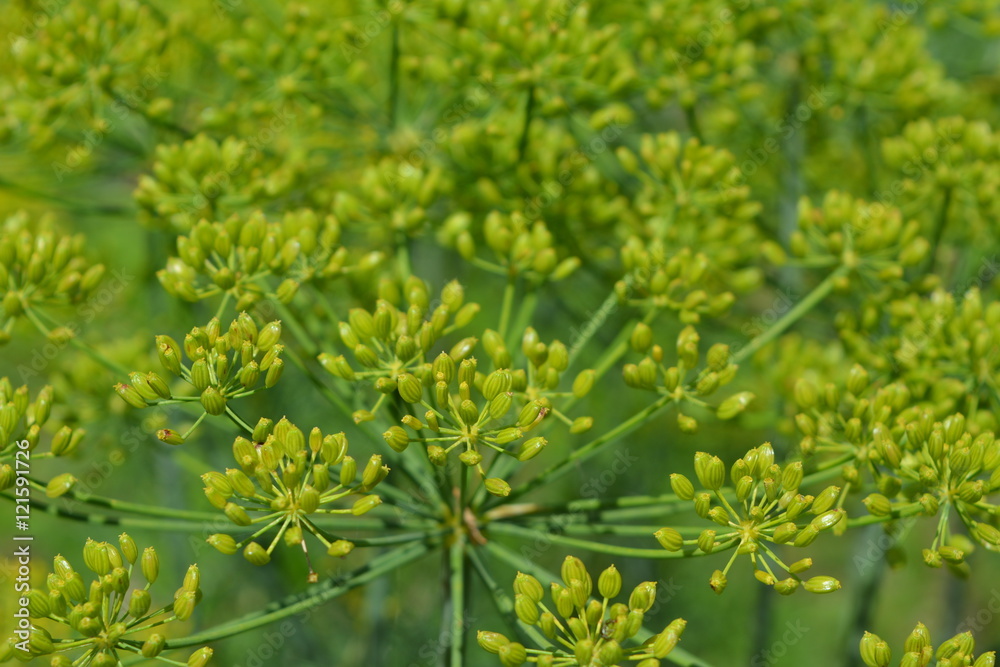 green head with fennel seeds closeup, growing, texture, background, seasoning green head with fennel seeds closeup, growing, texture, background, seasoning