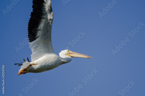 American White Pelican Flying in a Blue Sky