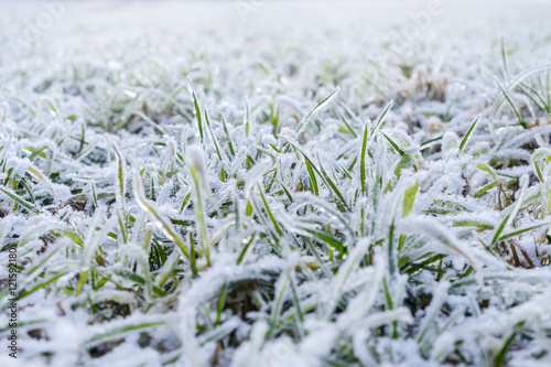 Green grass field covered with frost.