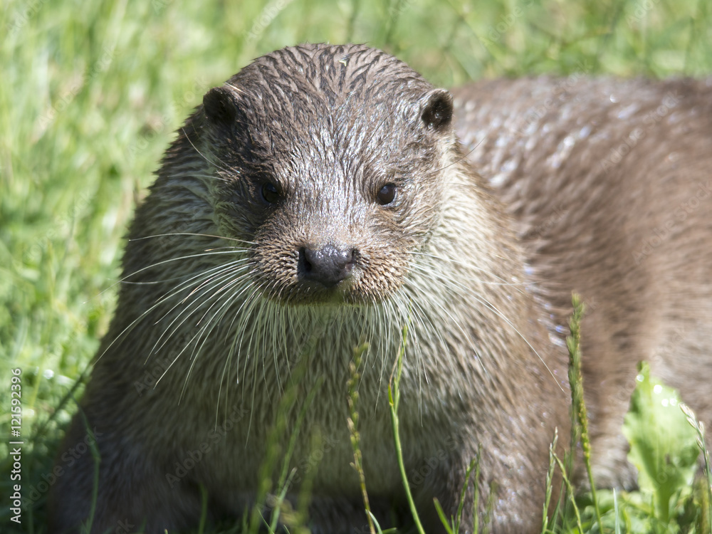 European Otter