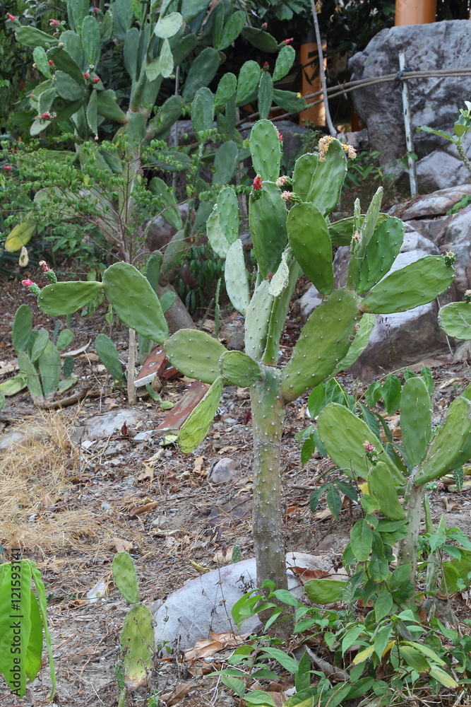 Fototapeta premium Cactus