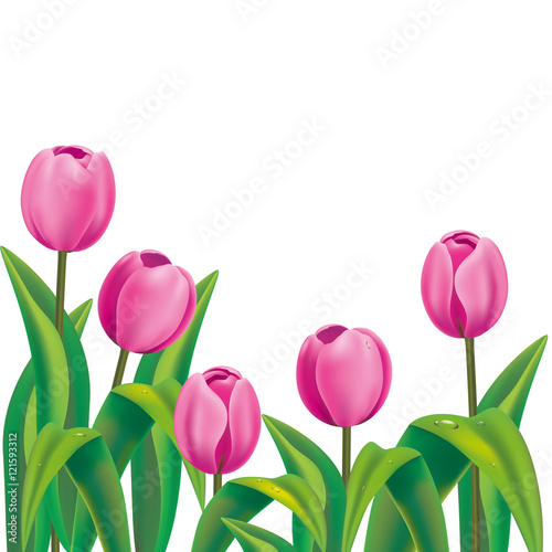 Realistic pink tulips on white background with place for text. Vector