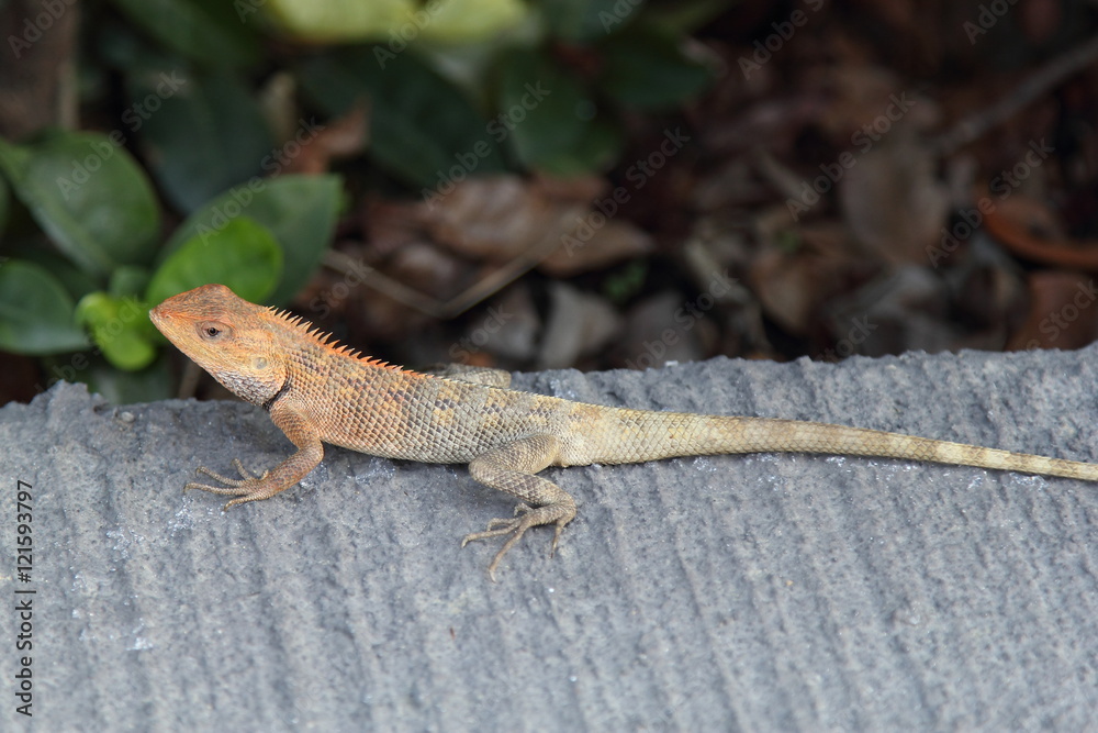 Fototapeta premium Lizard