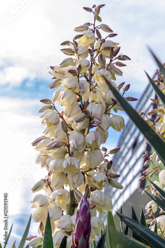 Tropical plant yucca in urban parks and gardens