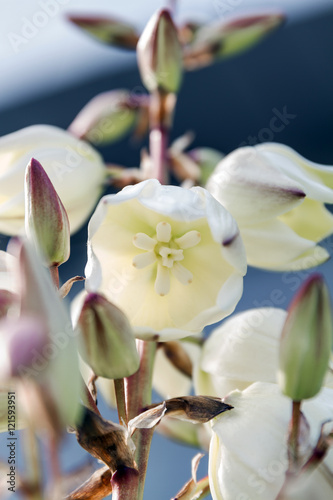 Tropical plant yucca in urban parks and gardens