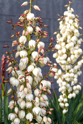 Tropical plant yucca in urban parks and gardens