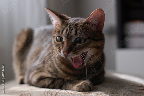 Tabby cat yawning