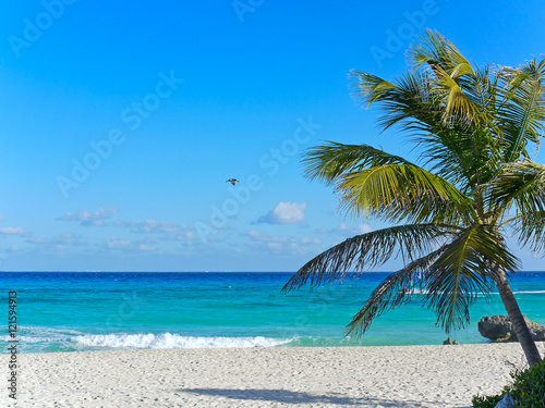 Fototapeta Naklejka Na Ścianę i Meble -  palm tree on caribbean tropical beach