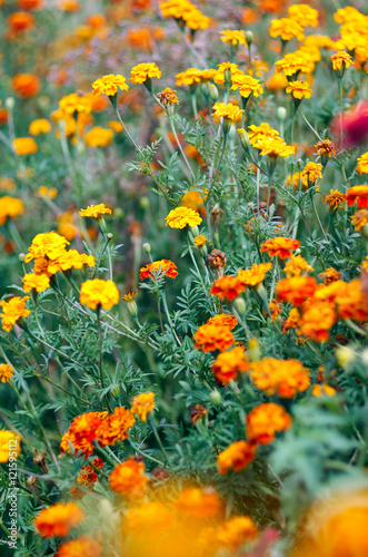 Tagetes (Safari Queen marigolds) flowers.Beautiful summer garden/Plantation of Yellow and Orange Flowers in the Garden.Natural background of Marigold and Tagetes flowers in the meadow, selective focus
