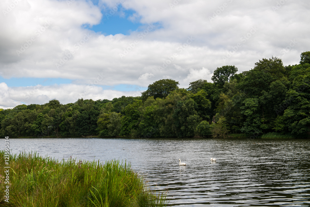 Green Landscape in the Park