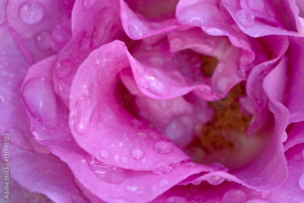 Beautiful pink rose closeup.