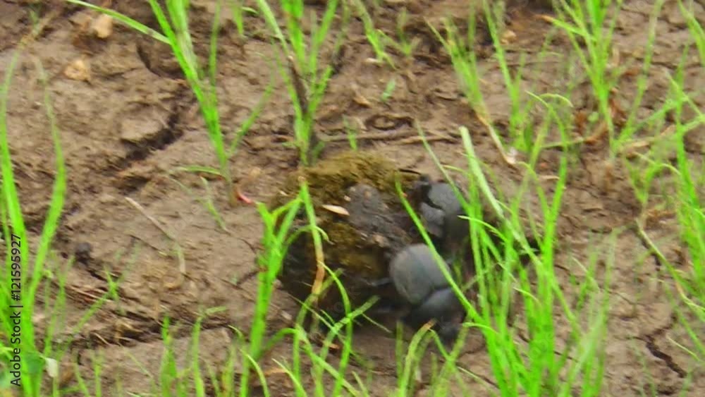 Dung beetles rolling excrement ball on the grass ground of the Serengeti National Park, Tanzania in Africa. Dung beetles rolling excrement ball on the grass ground of the Serengeti National Park, Tanzania in Africa.