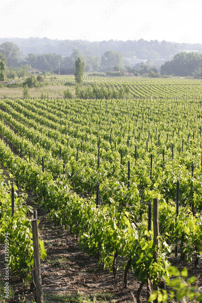 Vignes - Région bordelaise Vignes - Région bordelaise