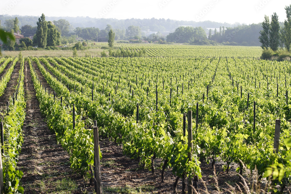 Vignes - Région bordelaise