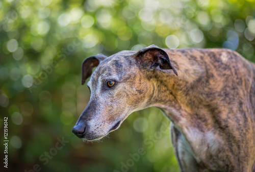 Greyhound Lurcher dog with dappled bokeh in background