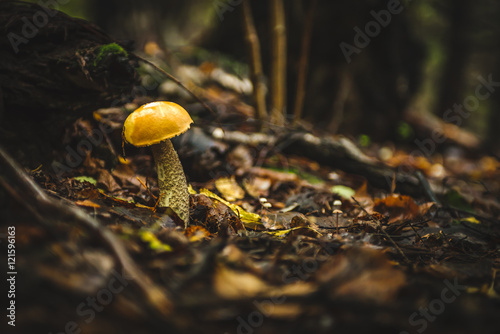 Aspen mushroom close up in the autumn wood.