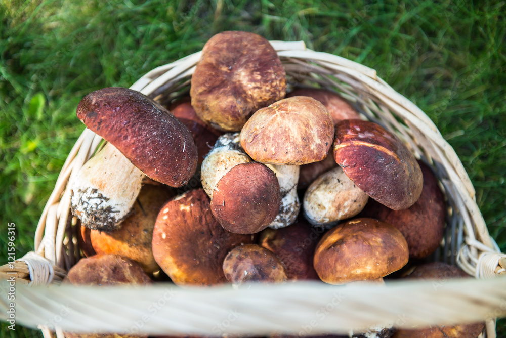 Freshly Picked Mushrooms Boletus in the Basket Freshly Picked Mushrooms Boletus in the Basket