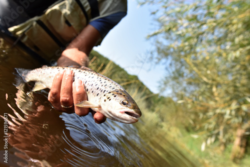 Fly-fisherman catching sea trout in river photo