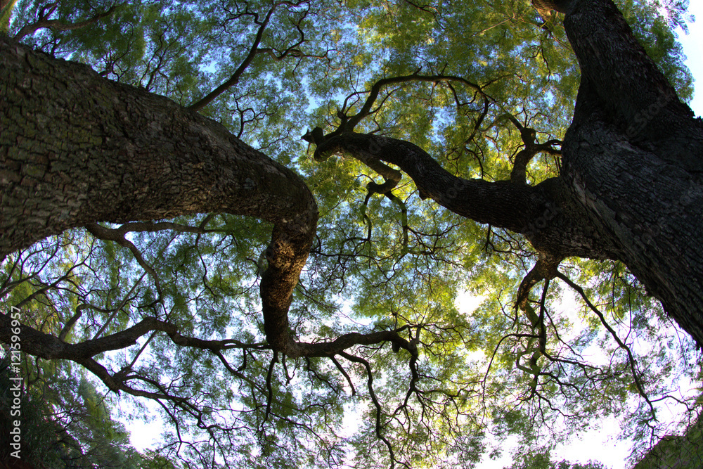 Fototapeta premium Drzewa