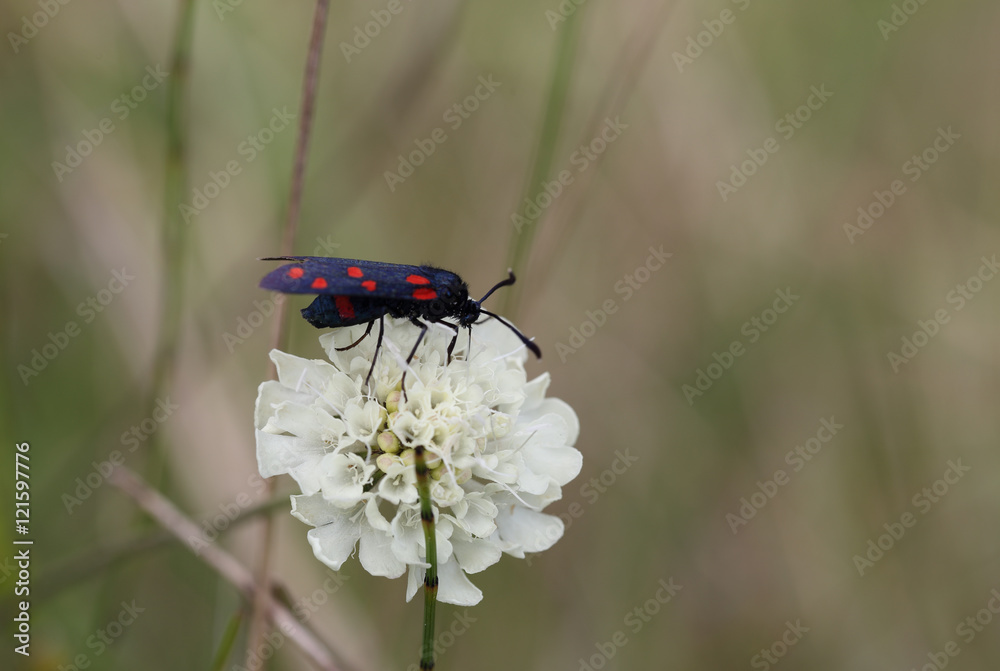 Naklejka premium Butterfly eats sitting on a white flower