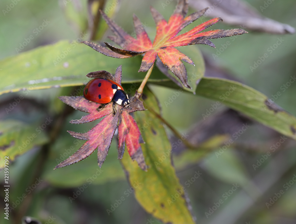 Naklejka premium Ladybug on the autumn leaves of a plant
