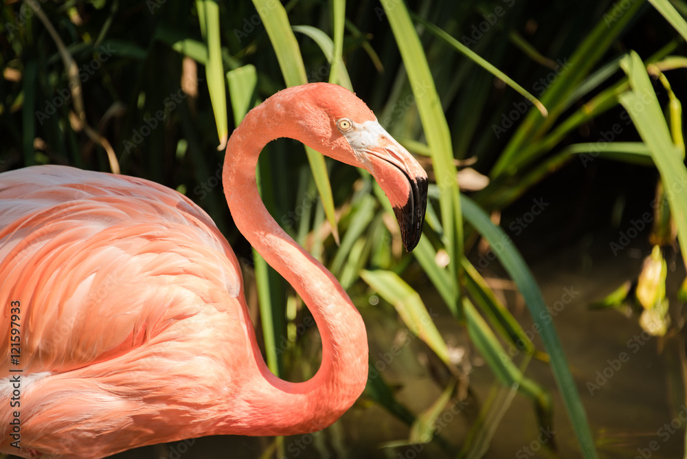 Obraz premium Closeup shot of flamingo at a zoo