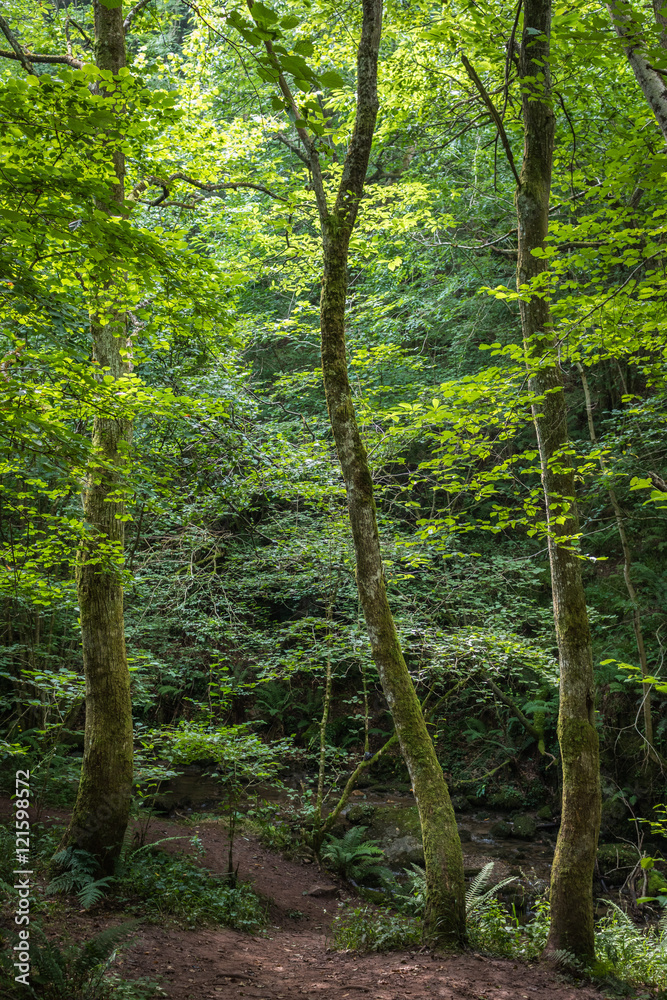 Fototapeta premium Bosques de Asturias