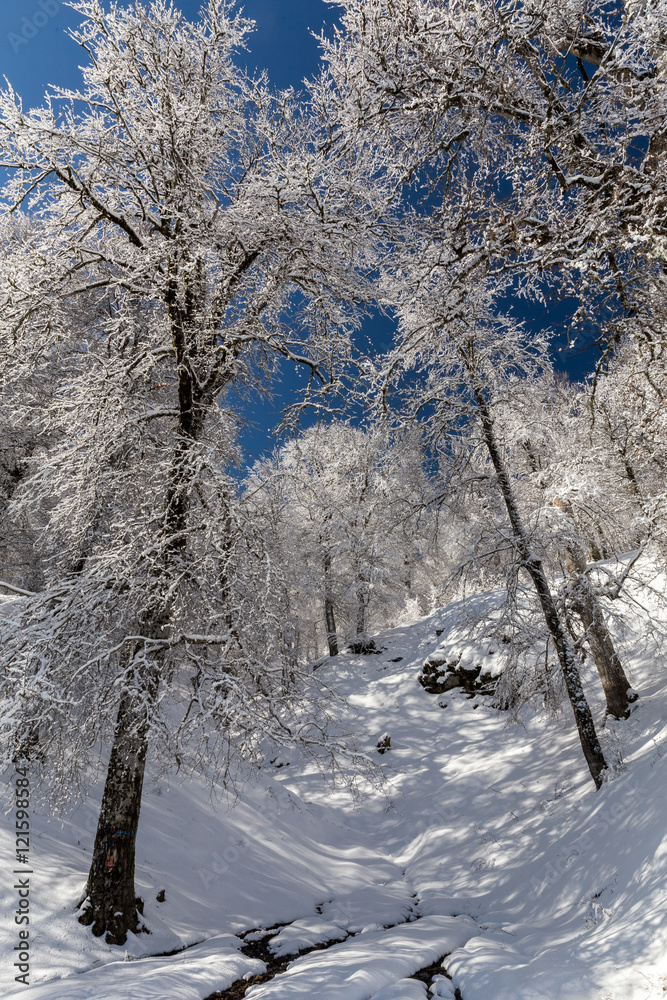 Fototapeta premium Winter in Derazno, Golestan, Iran