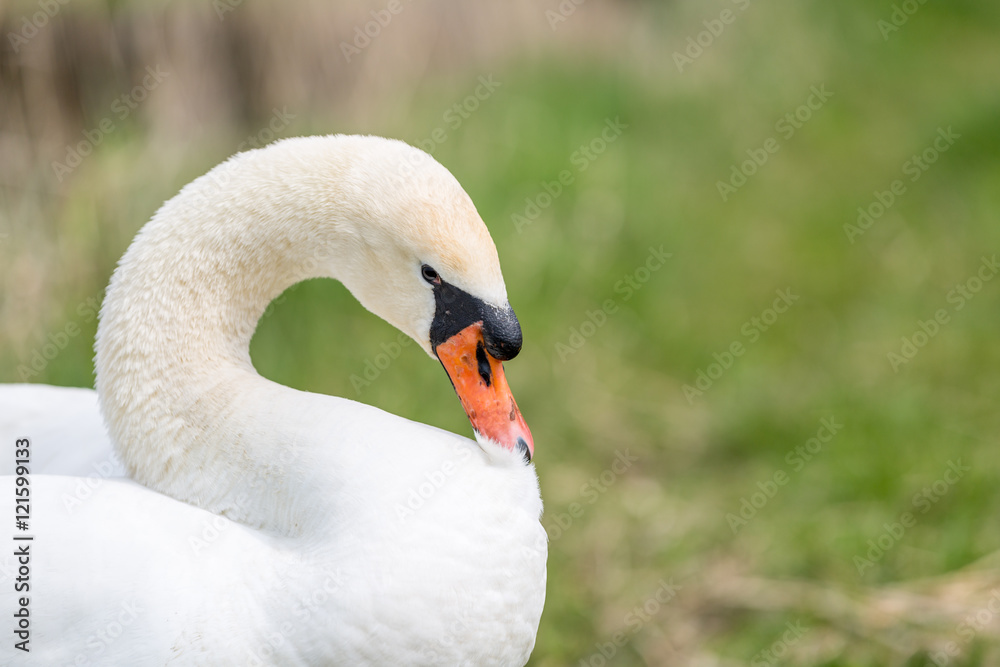 Fototapeta premium Swan portrait