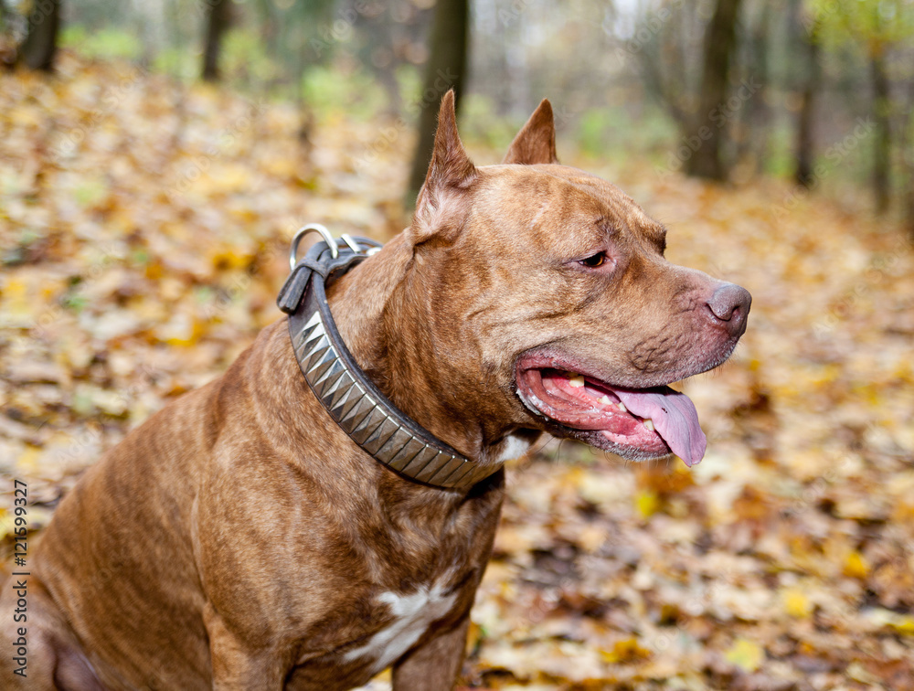 American pit bull terrier in autumn park