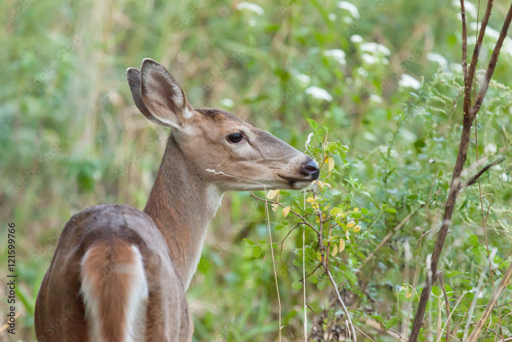 Fototapeta premium Whitetailed Doe in Woods