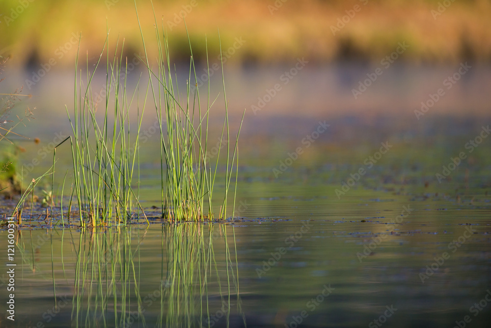 Reeds in Pond Reeds in Pond