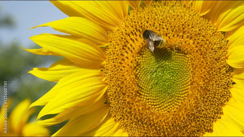 sunflower working bee bumblebee close up macro 4k honey pollen bees blue sky bright sunny weather close up 4k natural energy organic farming clean farm outdoors natural energy organic pure big flower