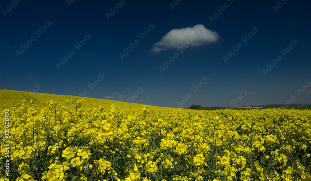 Fototapeta premium yellow field