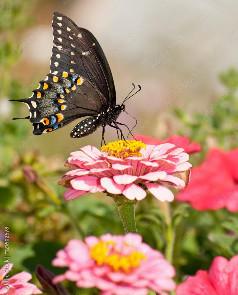 Naklejka premium Beautiful Eastern Black Swallowtail butterfly in garden