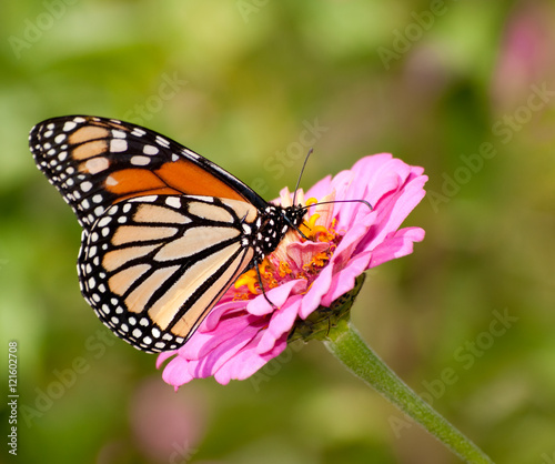Danaus plexippus, Monarch butterfly in summer garden © pimmimemom