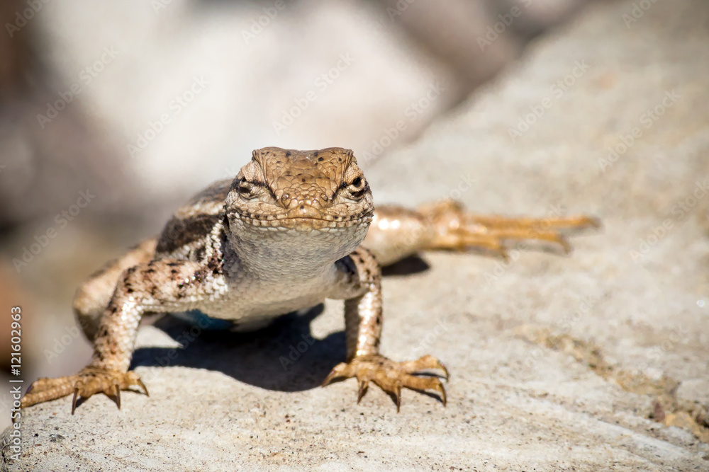 Lizard Lizard