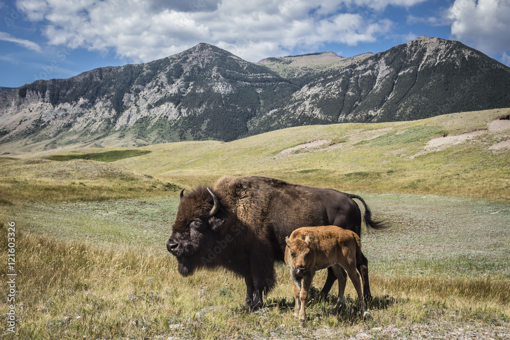 horizontal image of a mother buffalo and her baby calf standing in the meadow with beautiful mountains looming in the background in the summer time.