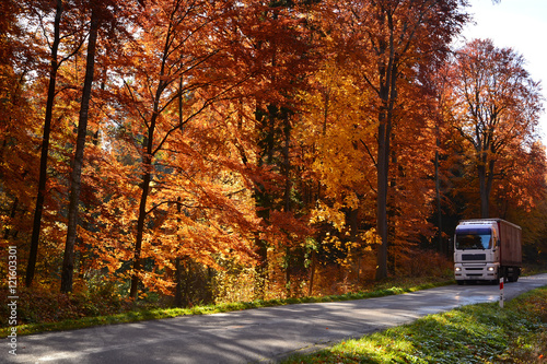 Autumn forest