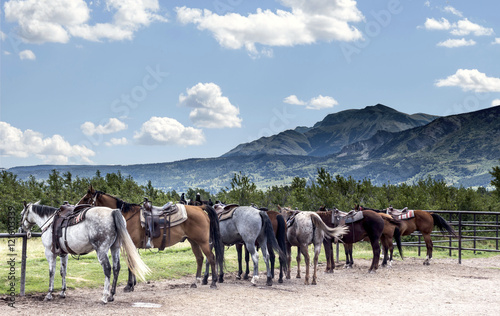 horizontal image of a row of horses tied to a fence with beautiful mountains in the background under a blue sky in the summer time.