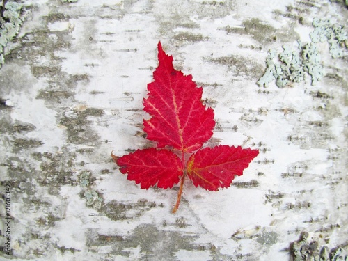 Red Leaves on Birch Bark - red dewberry leaves on birch bark background. photo